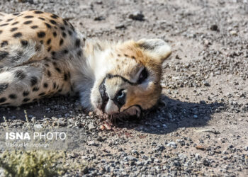 تلف شدن دوباره یوزپلنگ ایرانی در محور میامی _ سبزوار